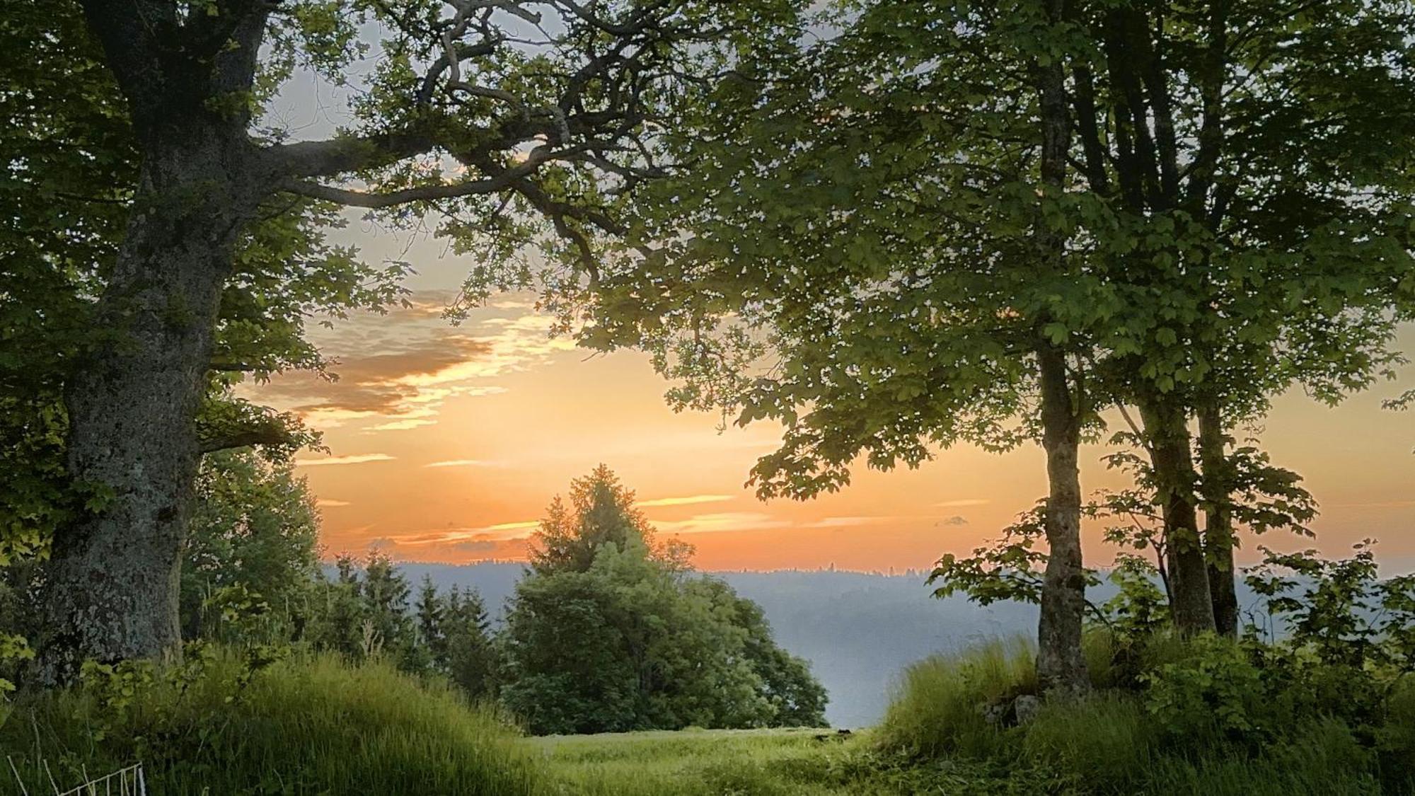 Haus Schlageter Dachsberg im Schwarzwald Exterior foto